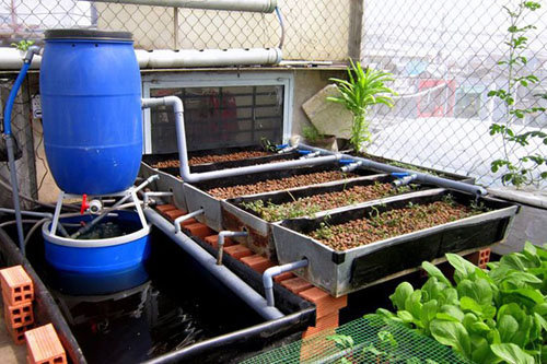 Mô hình trồng rau nuôi cá tại nhà